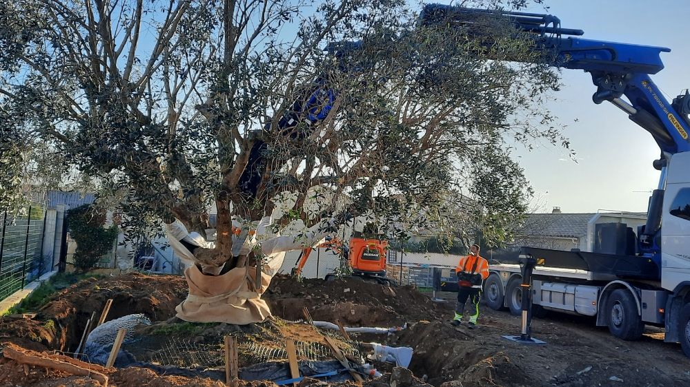 Nimes - transplantation olivier 3.jpg